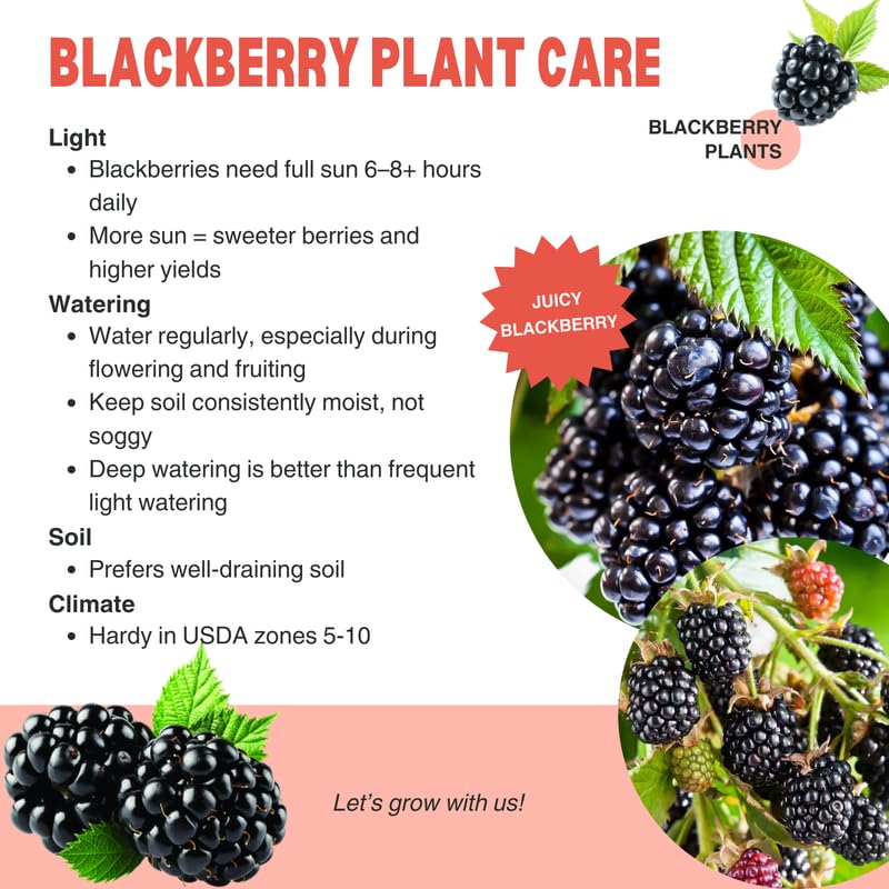 Pack 2 BlackBerry Plants Live, 4-8 Inch Tall, Big Blackberries Fully Rooted High Yield Berry Plants for Outdoor Planting