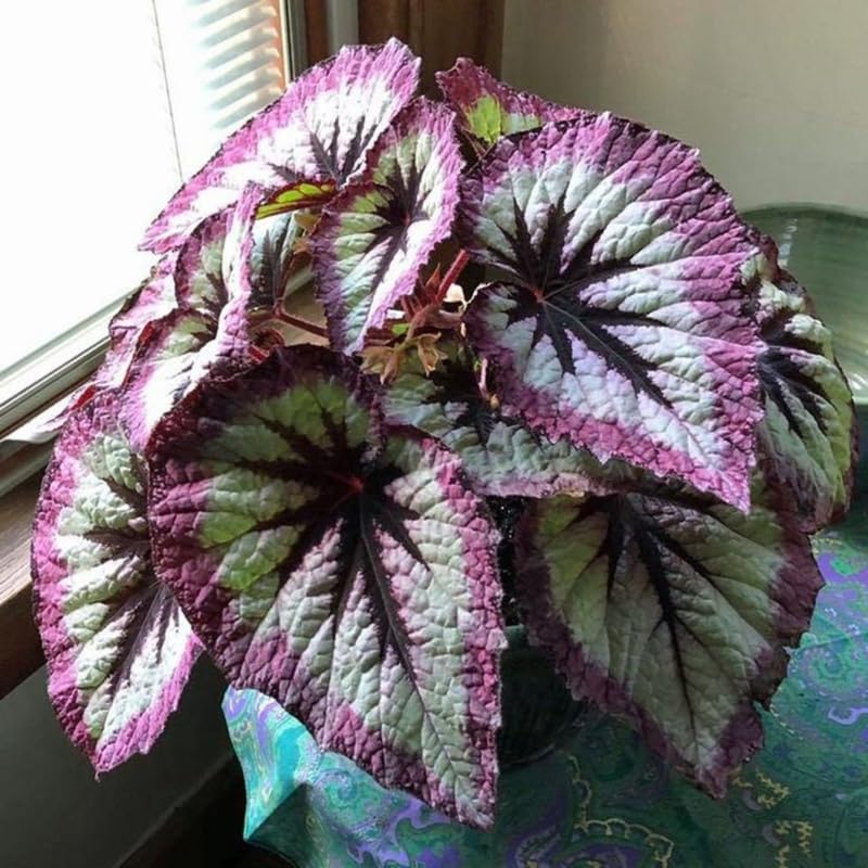 Pack 2 Begonias Plants Live, Pink Fire Begonia Live Plant for Decorative Houseplants Indoor Outdoor, Spring Vibrant Foliage