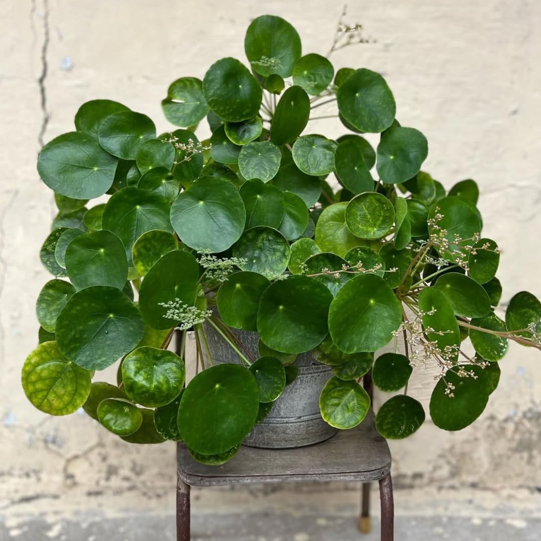 3 Pilea Peperomia Plants Live, Money Tree Plant Indoor, 5 to 7 Inc Tall