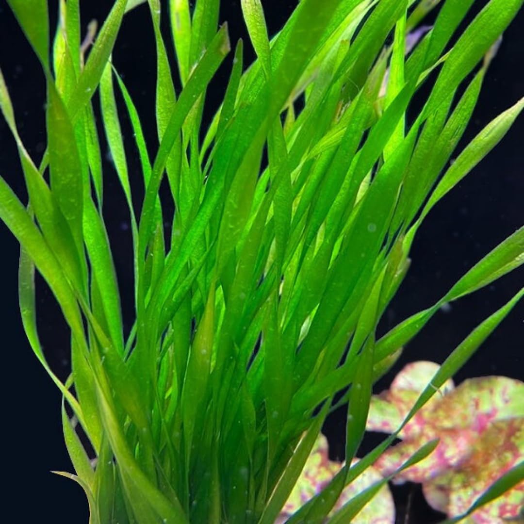 3 Green Jungle Val Plants, Aquarium Plants Live, Live Aquarium Plants, Jungle Vallisneria Live Plant, 4 to 8 Inches Tall, Aquatic Plants Live
