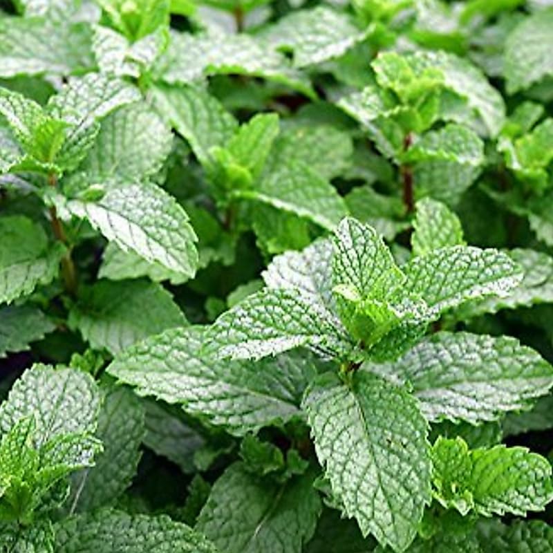 Set 4 Mojito Mint Plants Live, 4-6 Inches Tall, Culinary Herb for Indoor or Outdoor Planting