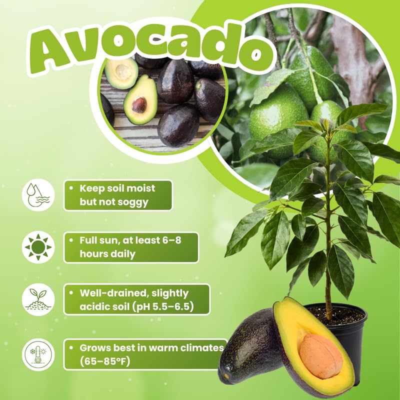 Black Avocado Plant Live in 3 Gallon Pot, Hardy Avocado Grafted Tree, Fruit-Bearing Tropical Tree for Planting Outdoor