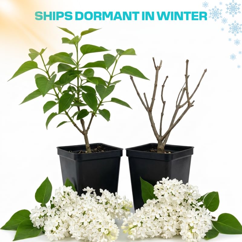 White Lilac Live Plant, Syringa Flowering Shrub, 14"+ Tall