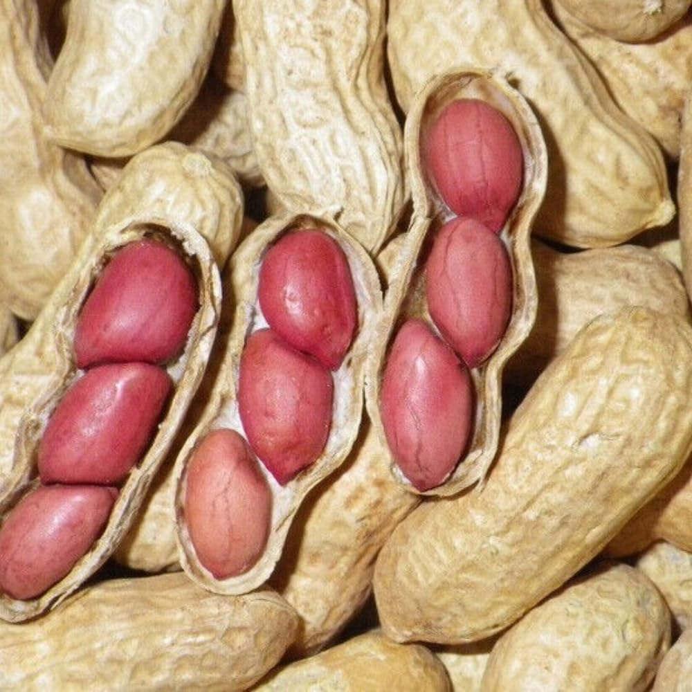 40 Jumbo Virginia Peanut for Outdoor Planting, Perfect for High-Yielding Peanuts Home Garden and Outdoor Growing