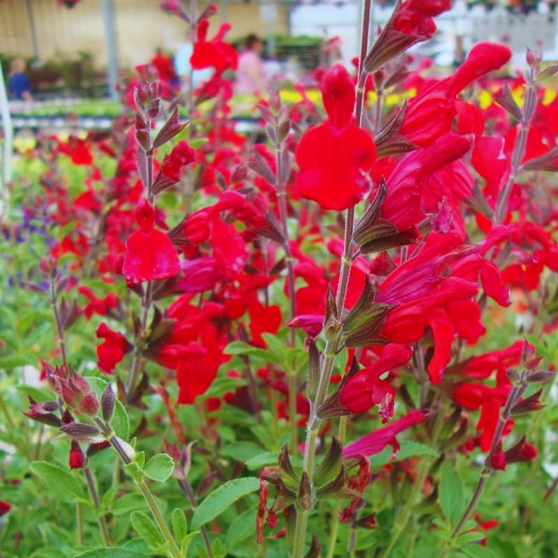 Sets 4 Red Salvia Sage Plants Live for Spring Planting, Size 4-6" in Tall, Fast-Growing and Quick Flower, Perennial Fragrant Shrubs Bush