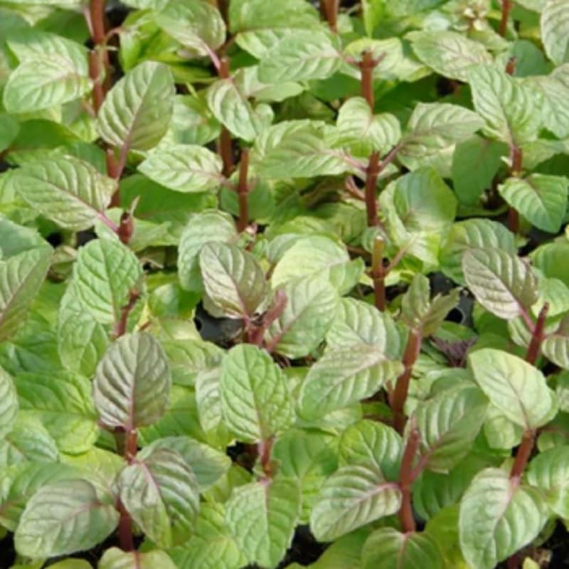 Sets 3 Berries Creams Mint Plants Live Fast Growing for Spring Planting, Fragrant Culinary Herb Mint for Indoor Outdoor Gardening, Cold Hardy