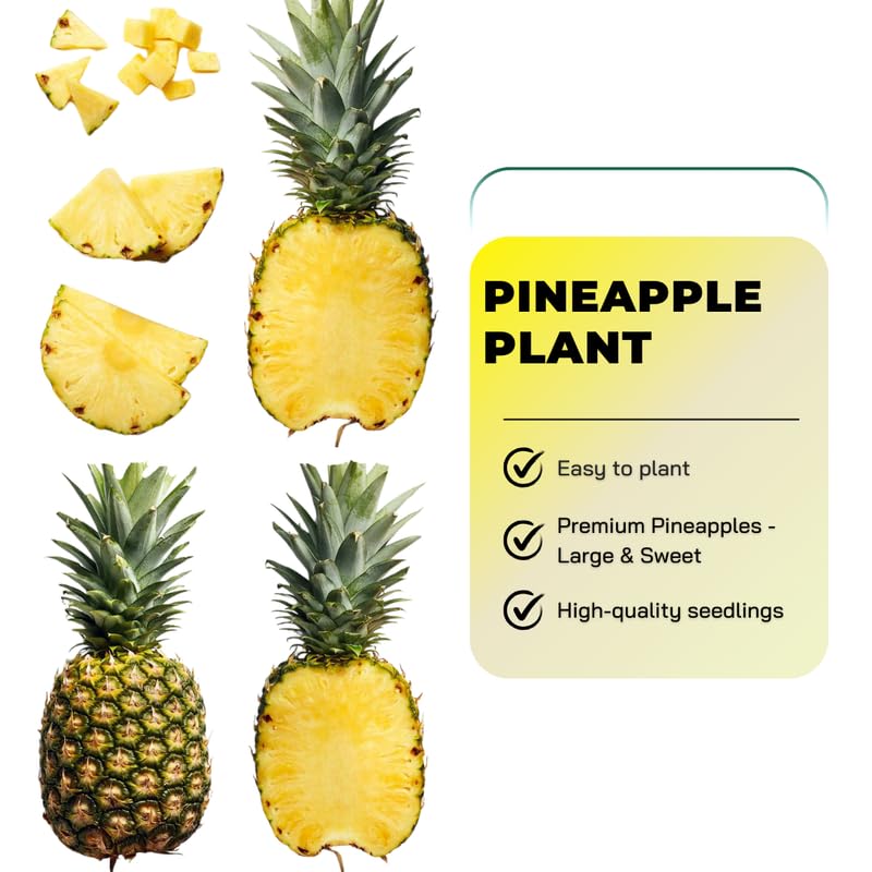 Pack 2 Random Pineapple Plants Live, Tropical Fruit for Spring Plant, Well-Rooted 4 to 8 Inch Tall for Planting Outdoor Full Sun