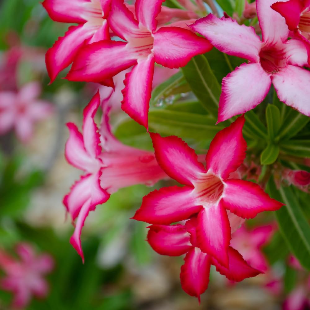 2 Desert Rose Plants Live, Pink Adenium Obesum Desert Rose Flower Plants for Planting Indoor Outdoor Garden, 5 to 9 Inches Tall