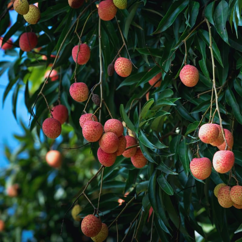 Sweet Lychee Tree Live Plant, Lychee Fruit Tree, 3 Gallon Pot, 2 to 3 Feet in Height, No Ship to CA