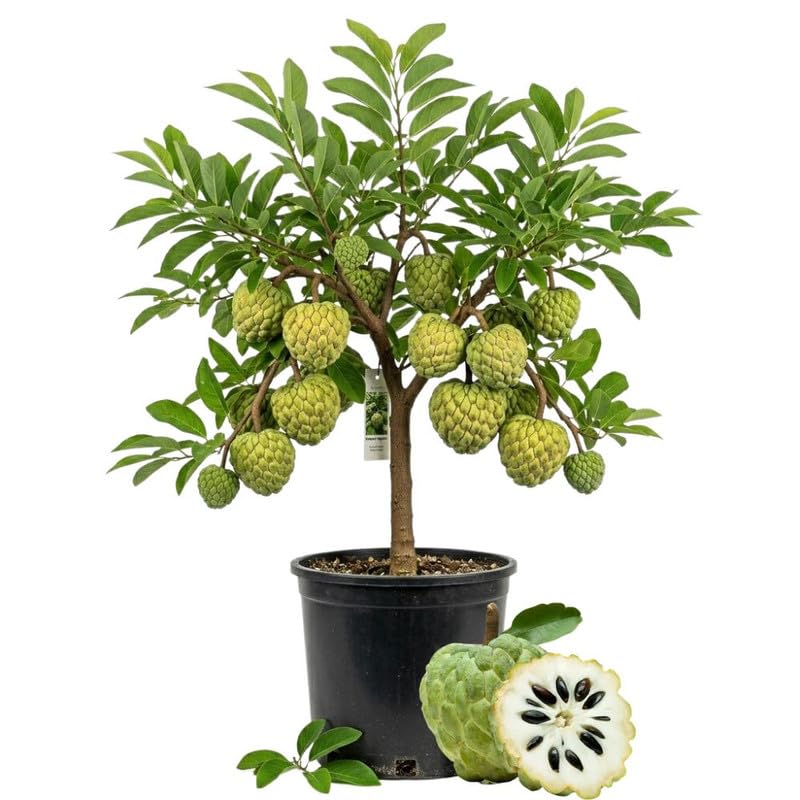 Green Sugar Apple Live Plant 1 Gallon Pot, Custard Apple Tree, Sweetsop Plant for Growing, 24-30" Tall, No Ship to CA