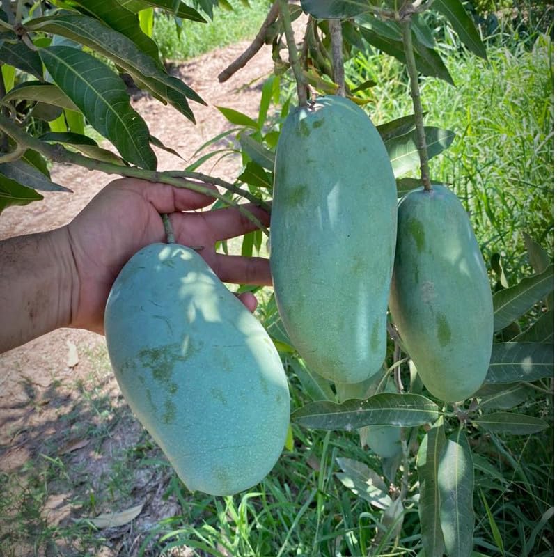 Green to Golden Yellow Mango Tree Plant, Mango Tree 3 Gallon Pot, Fresh Sweet Mango Fruit Plant for Your Garden, No Ship to CA