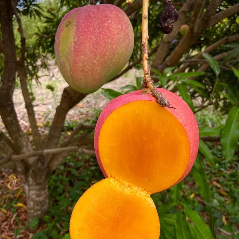 Kent Mango Tree Plant for Planting Outdoor Garden, 3 Gallon Pot, Mango Tree, Tropical Plant for Backyard and Container Growing, No Ship to CA