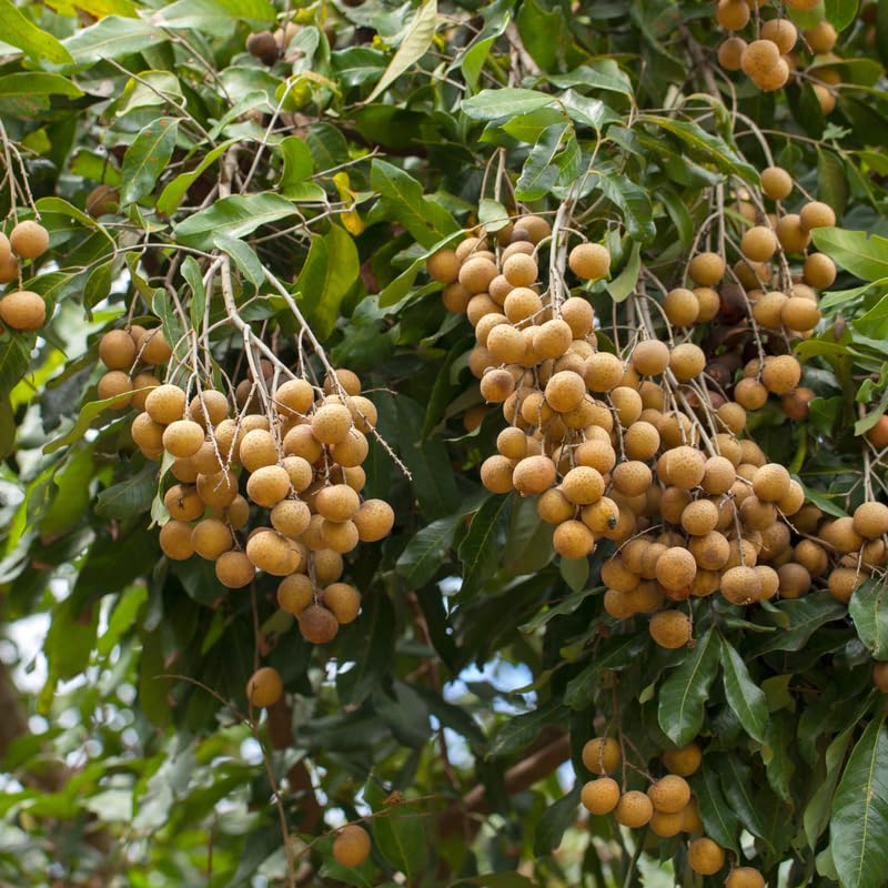 Longan Tree Live Plant, Tropical Longan Fruit Tree for Home Garden, 3 Gallon Pot, 2 to 3 Feet Tall, Sweet and Juice Longan, No Ship to CA