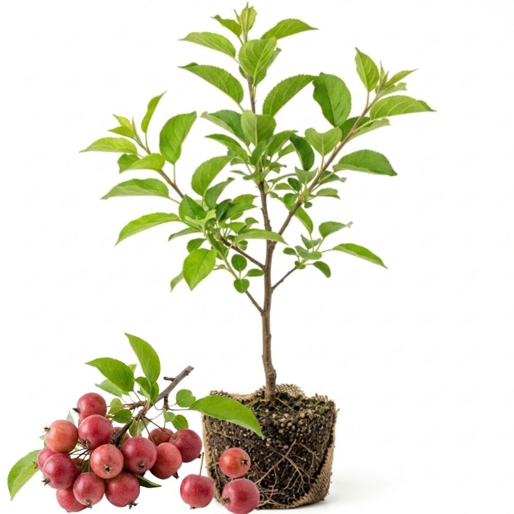 Crabapple Tree Live Plant, Flowering Seedling Tree, 5-8 Inch Tall