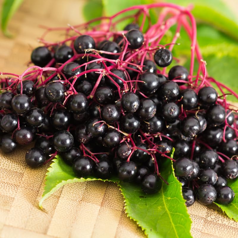 Elderberry Plant Bush, 6 to 12 Inch, Quart Pot, Perennial Black Elderberry Plants Live for Planting, Dormant in Winter