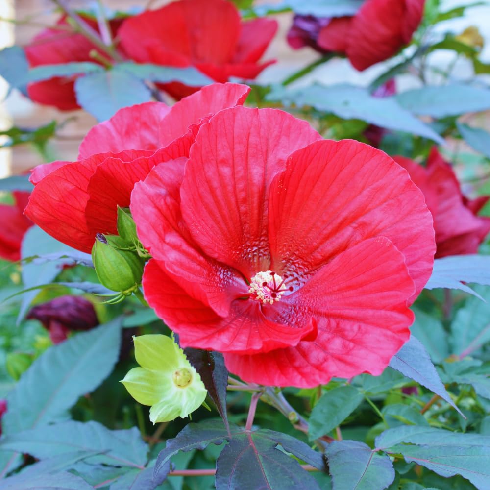 2 Hardy Hibiscus Plants Live, Red Hibiscus Flowers Plant, 4 to 6 Inches Tall, Hibiscus Tree Live Plant for Gardening Indoor Outdoor