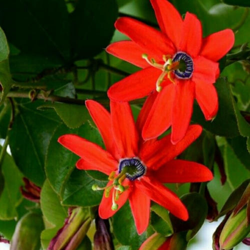 2 Red Passion Flower Plant, Passion Flower Vine Live Plant for Gardening Indoor Outdoor, 5 to 7 Inches Tall