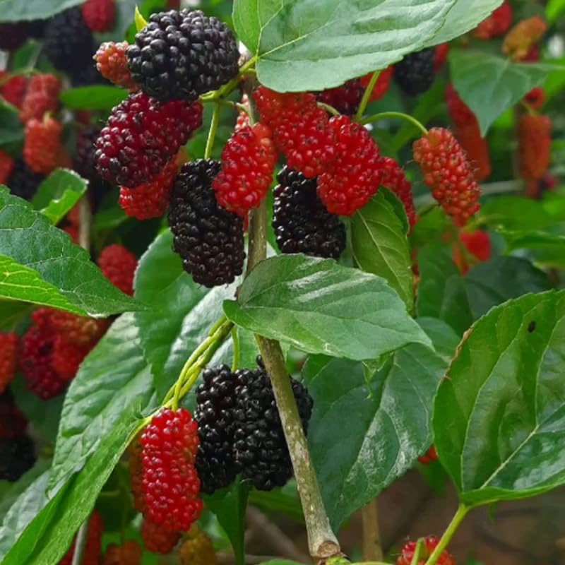 Dwarf Everbearing Mulberry Tree, 4-8 Inch Hardy Mulberry Tree Live Plant, Sweet Berry Mulberries Fruit Tree Bush Plants for Planting Home Garden, Well Rooted