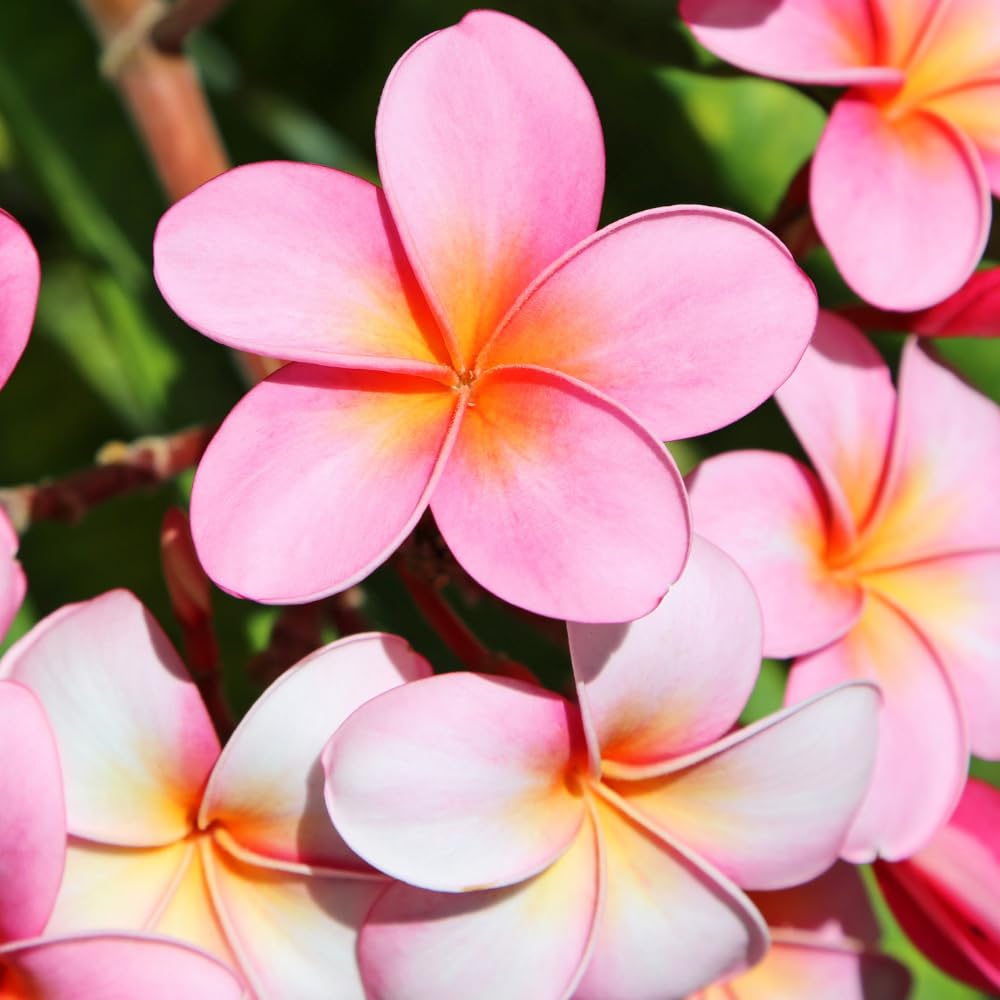 Set of 2 Plumeria Cuttings, Frangipani Plant, 12 Inch Live Cutting, Tropical Fragrant Blooms, Plumeria Frangipani Cuttings for Outdoor Growing (Pink)