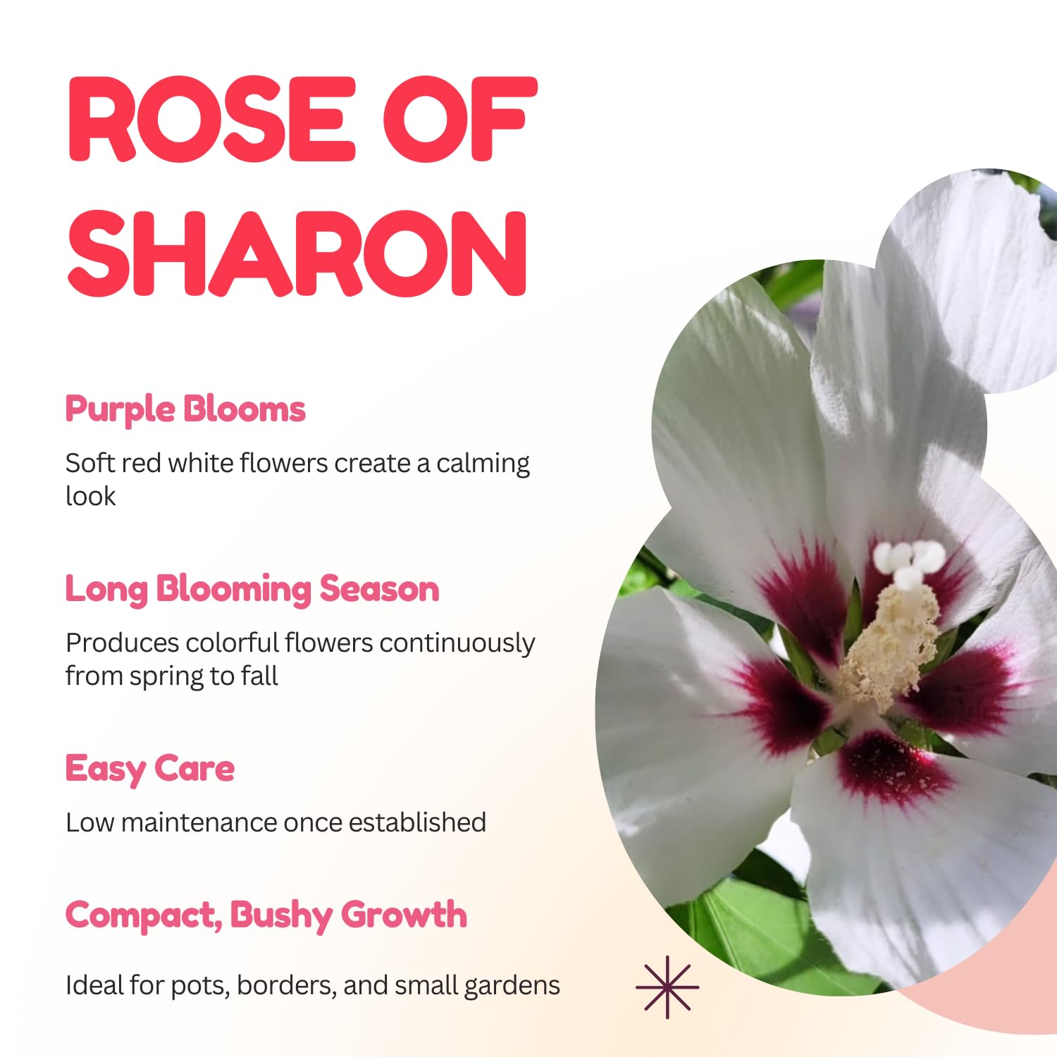 White Red Rose of Sharon Plant, Althea Hibiscus Flower 1.5-2.5 Feet Tall, Vibrant Althea Bloom for Outdoor