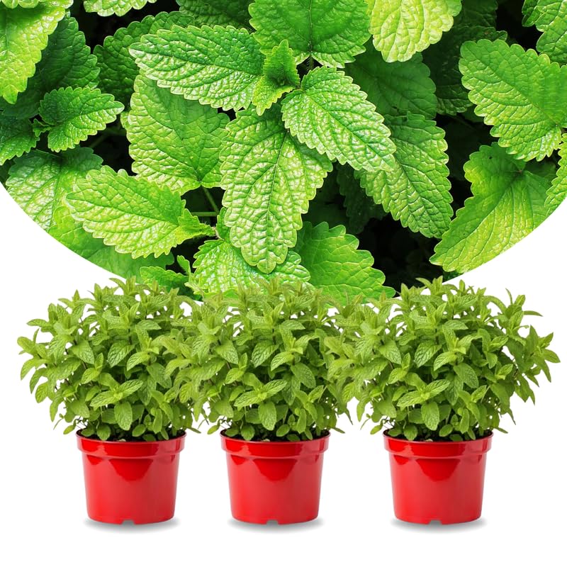 Sets 3 Spearmint Plants Live Fast Growing for Spring Planting, Fragrant Culinary Herb Mint for Indoor Outdoor Gardening, Cold Hardy