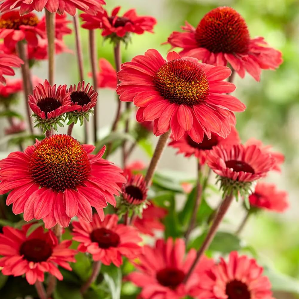 2 Red Coneflower Live Plants, Echinacea Plants Live Perennial, Well Rooted Plug 3-5 Inch Tall