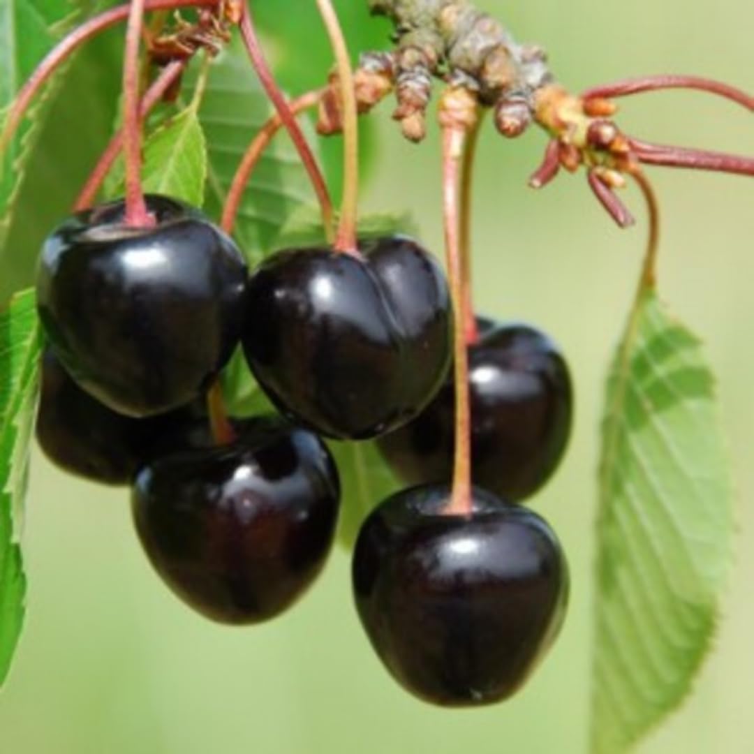 Cherry Tree Live Plant 3–4 Feet Tall in 3 Gallon Pot, Sweet Cherries Fruit Tree for Outdoor Growing, Cold Hardy Garden Tree, Ready to Plant, No CA (Black Cherry)
