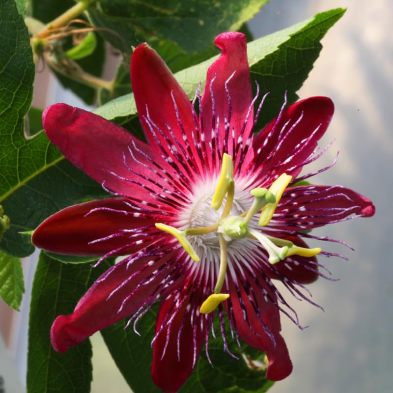 Red Burgundy Passion Flower Plant Live, Passiflora Vine for Garden, 4-8" Tall, Hardy Flowering Vine for Garden or Trellis