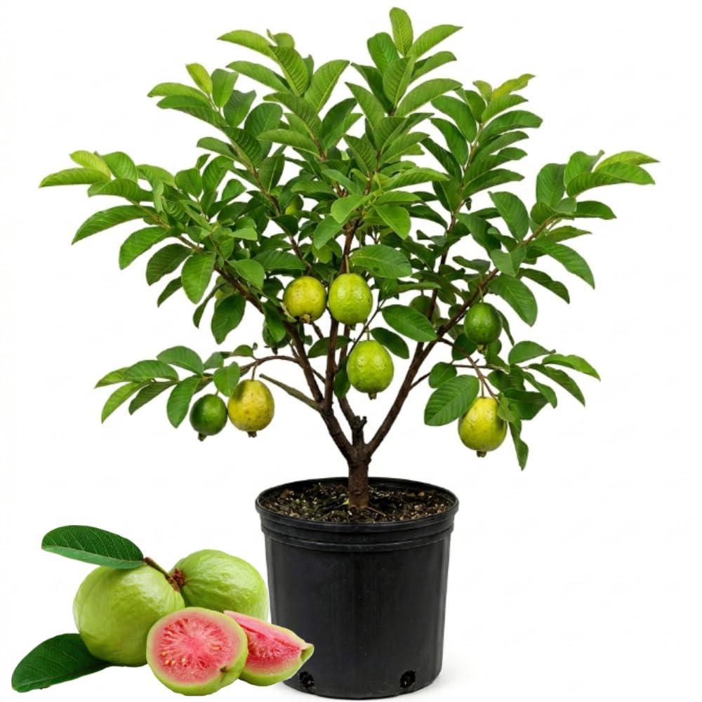 Pink Guava Tree Plant, 1-2 Ft Tall Guava Fruit Live Plant in 3 Gallon Pot, Perennial, Tropical Fruit Plants, No Ship to CA