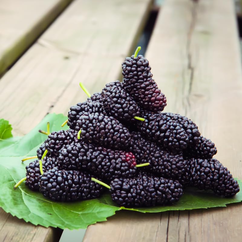 Dwarf Everbearing Mulberry Tree, 4-8 Inch Hardy Mulberry Tree Live Plant, Sweet Berry Mulberries Fruit Tree Bush Plants for Planting Home Garden, Well Rooted