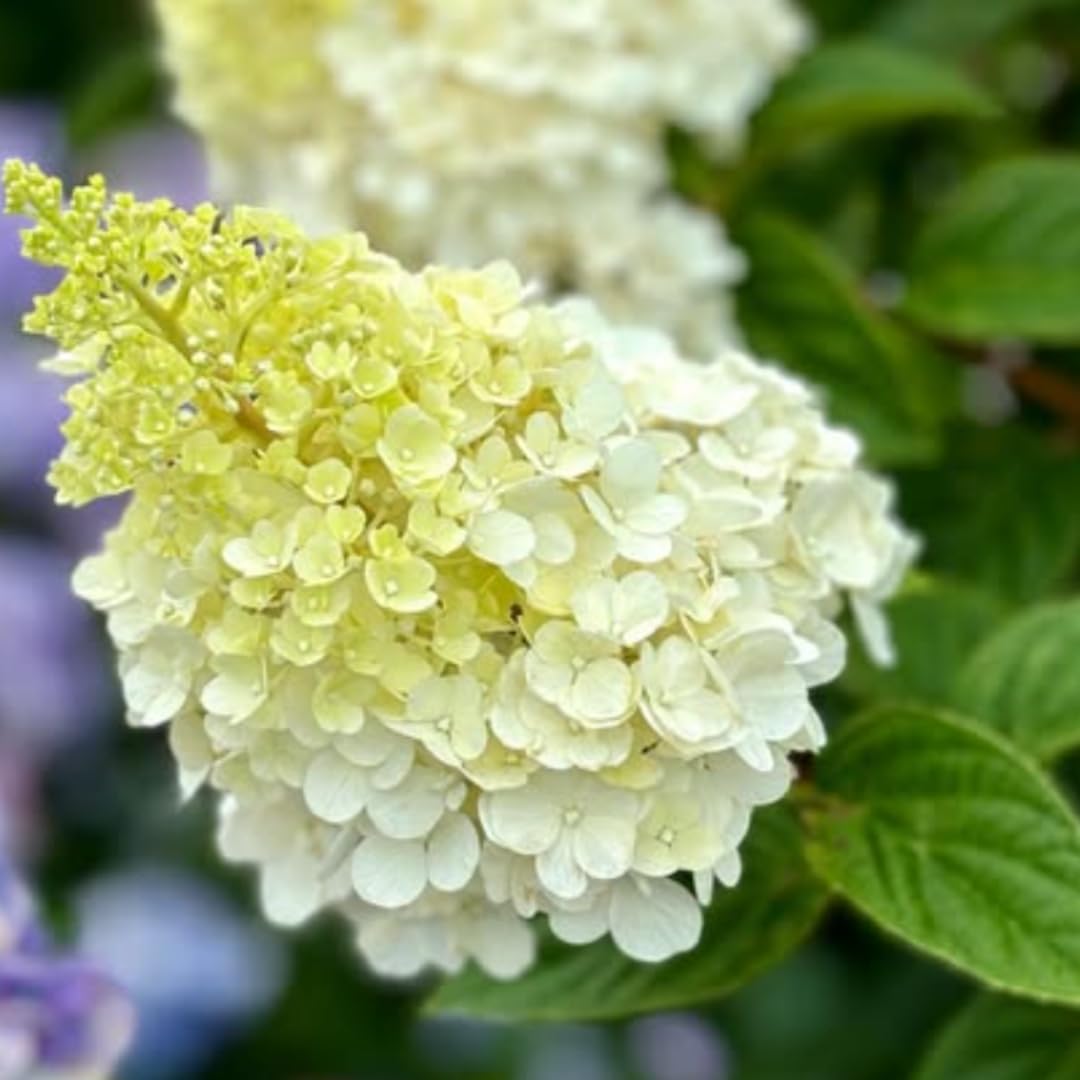 Hydrangea Plant Live, Lime Hydrangea Tree Live Plant for Planting, 5 to 7 Inc Long
