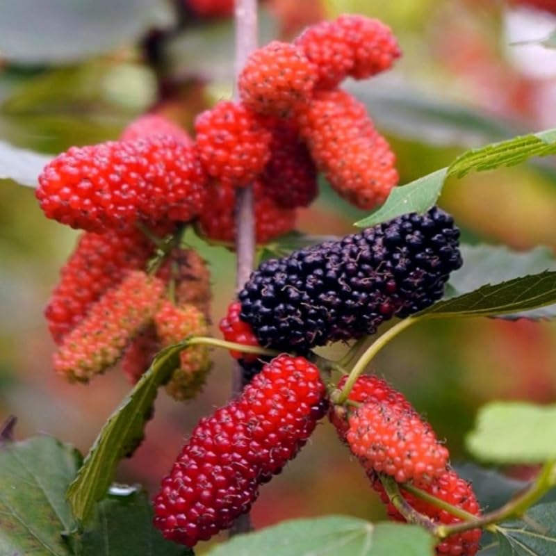 Dwarf Mulberry Tree Live Plant, Hardy Well Rooted 4-8'' Tall, Mulberry Fruit Tree for Indoor Outdoor Spring Planting Mulberries