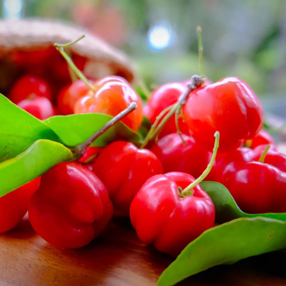 Barbados Cherry Tree Live Plant,1 Feet Tall, Acerola Red Cherry Tropical Fruit Tree
