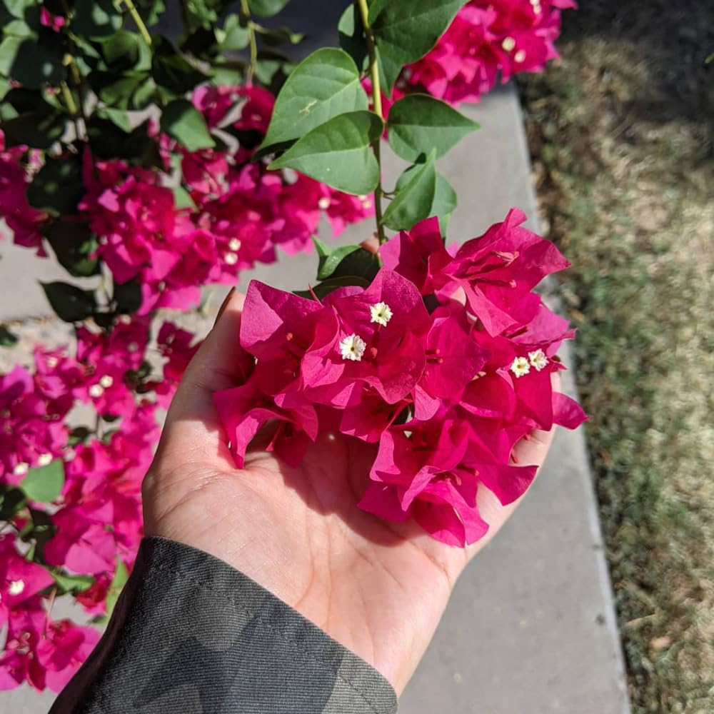Set of 2 Bougainvillea Plants, Tropical Flowering Bougainvillea, Colorful Perennial Blooms, 5-8 Inches Tall for Indoor or Outdoor Planting (Magenta Red Bougainvillea)
