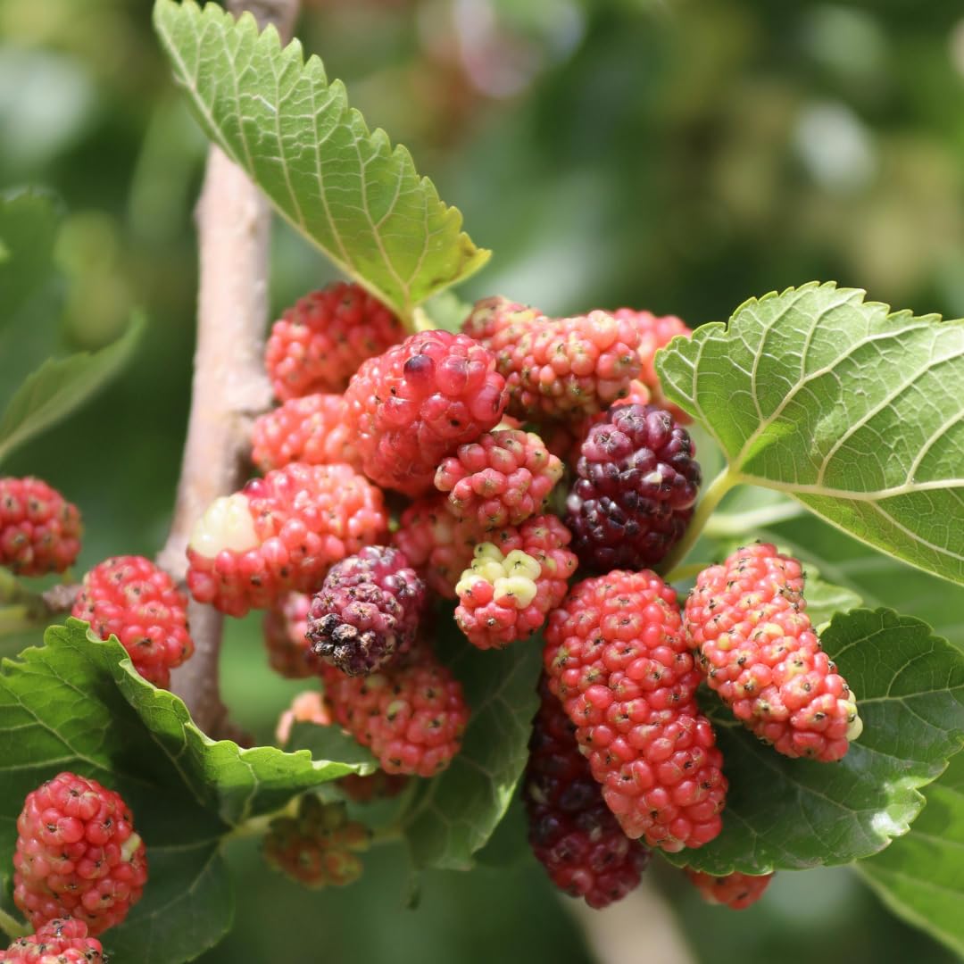 Mulberry Tree Live Plant, Sweet Mulberry Plant, 2-3 Feet Tall for Outdoor Garden