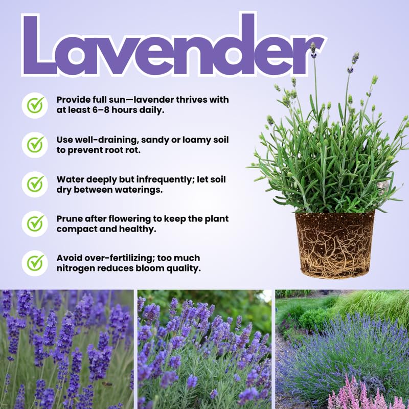 Live Lavender Plant in 3'' Pot, Fragrant Perennial Herb for Indoor and Outdoor Growing, Well Rooted Lavender Flowering Bushes - Grosso Lavender