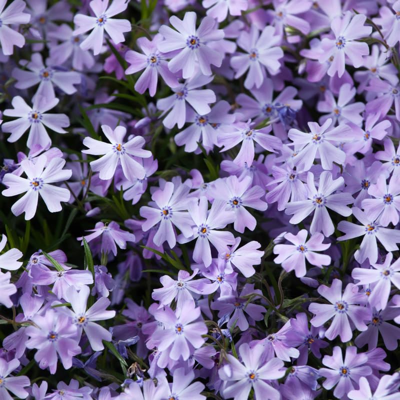 YOKEBOM Set 2 Blue Creeping Phlox Plants, Hardy Perennial Phlox Flowers, Vibrant Ground Cover for Garden and Landscape, Ready to Grow Plugs 3-5 Inches