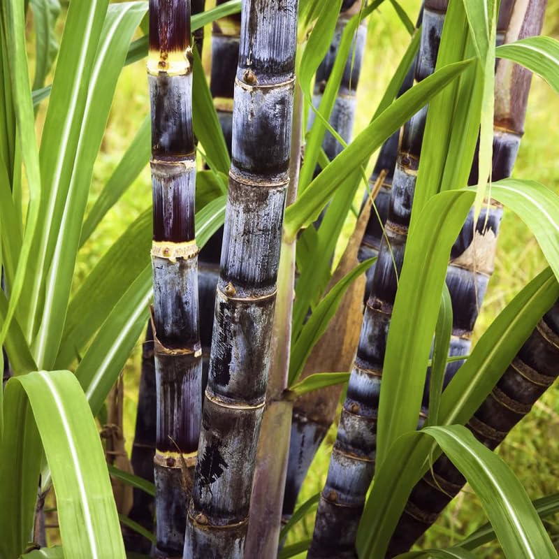 Set 20 Purple Sugar Cane Plant Cuttings, 3-5" Unrooted Cuttings, Sweet Sugar Cane Live Plant Cuttings for Planting Outdoor Garden, No Ship to CA