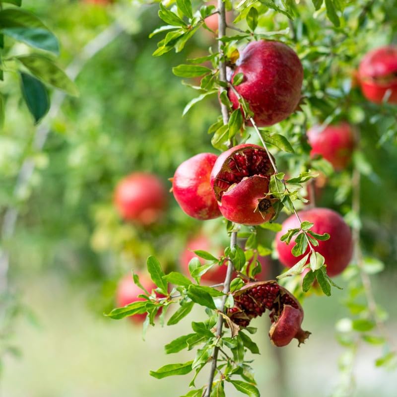 Sweet Pomegranate Tree Live Plant for Planting Outdoor, Red Pomegranate Plant 1 Gallon Pot, Sweet Edible Fruit Tree 24-30" Tall, No Ship to CA