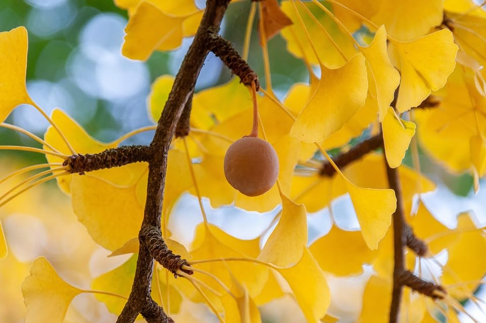 Live Ginkgo Tree in Quart Pot, Hardy Ornamental Tree with Golden Fall Foliage, Outdoor Growing, Dormant in Winter
