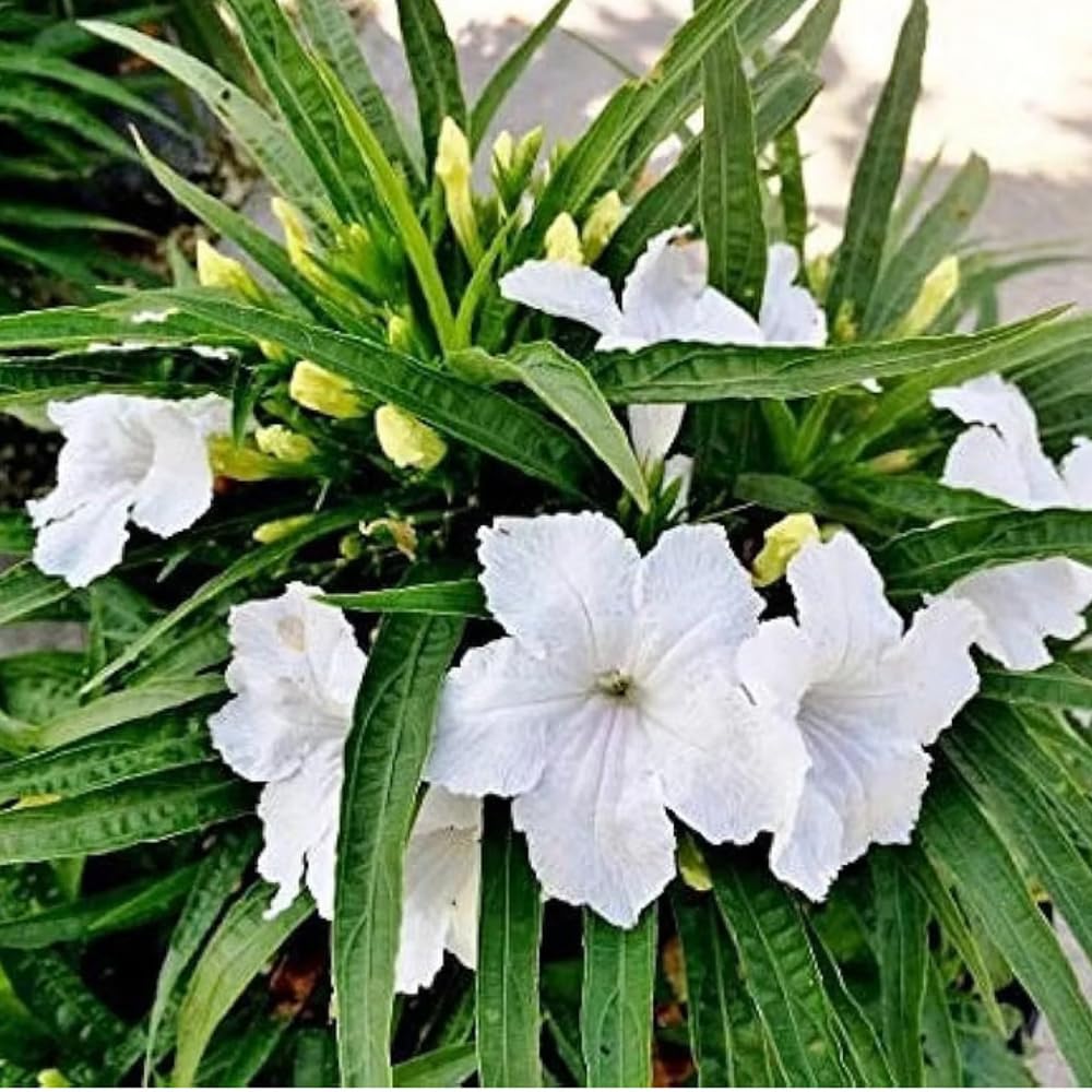 3 White Mexican Petunia Live Plants, Pink Petunia Flowers Seedlings, Petunias Live Plants, 4-8" Tall