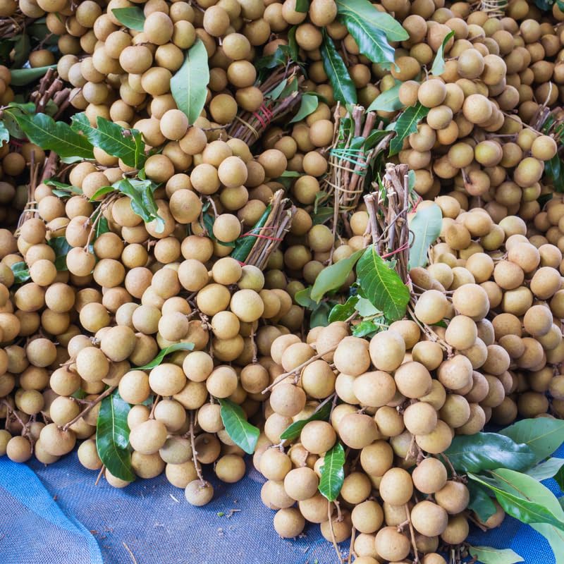Sweet Longan Tree Live Plant Outdoor, 3 Gallon Pot, Longan Fruit Tree from 2 to 3 Feet in Height No Ship to CA