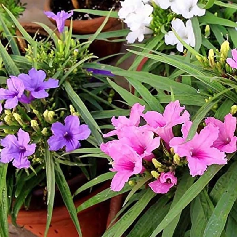 6 Mix Mexican Petunia Plants Live, 4-7 Inches Tall, Hardy Perennial Flowers