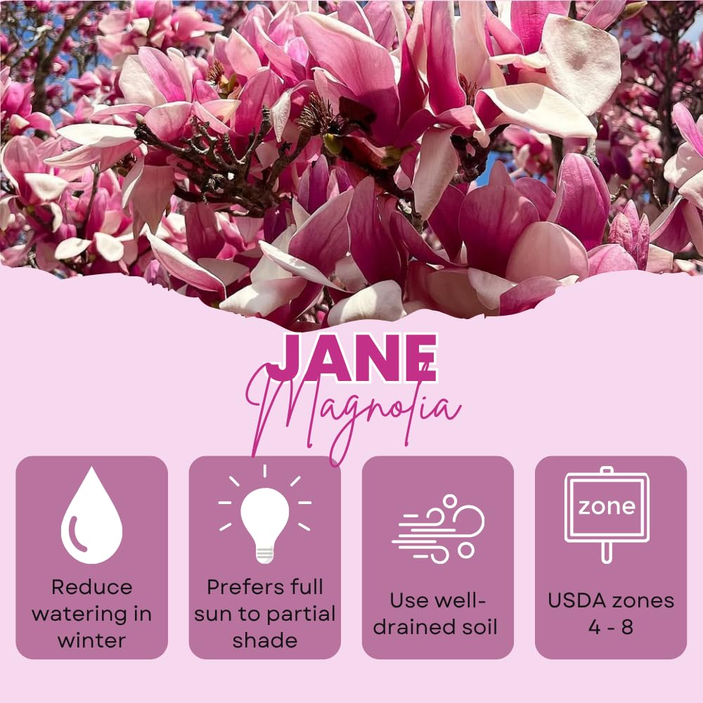 Jane Magnolia Trees Live Plants, Magnolia Tree Live, 3 Gallon Pot, 3 Feet Tall, Pink Magnolia Flowers Tree for Outdoor Garden, Landscaping, No Ship to CA