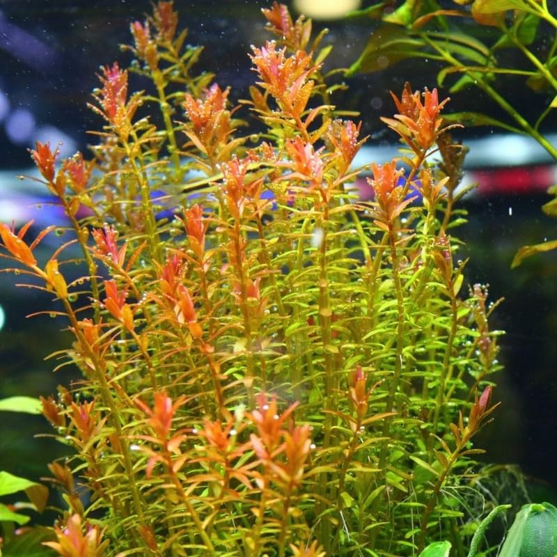 Orange Rotala Plant Stems, Live Aquarium Plant - 1 Clump Bundle