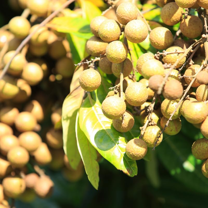 Longan Tree Live Plant, Well Rooted in 3 Gallon Pot, 2 to 3 Feet Tall, Sweet Fruit for Outdoor Growing, No Ship to CA