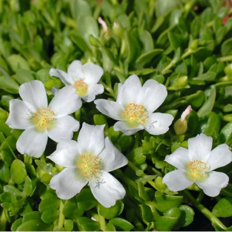 4 White Moss Rose Plants Live, Portulaca Ground Cover Flowers, 4-6 Inch Tall Plants for Garden or Containers