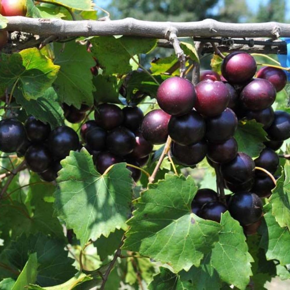 No CA, Muscadine Grape Plant 1 Gallon Pot, Sweet Grapes Vines for Planting, 20-24" Tall, Backyard Garden Plants
