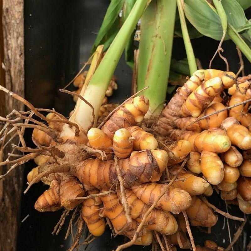 2 Yellow Turmeric Live Plants 4–7″ Tall, Curcuma Turmeric, Edible Root Herb Starter for Planting Outdoor
