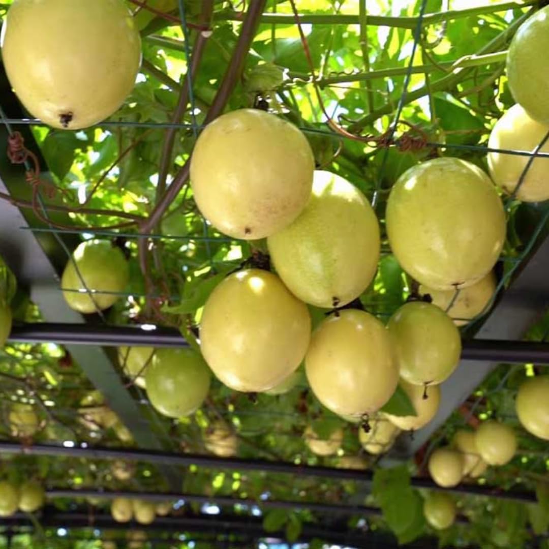 Set 2 Yellow Passion Plants Live, Passion Fruit Vine Live Plant, 4 to 6 Inc Long